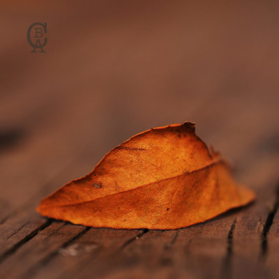 leaf