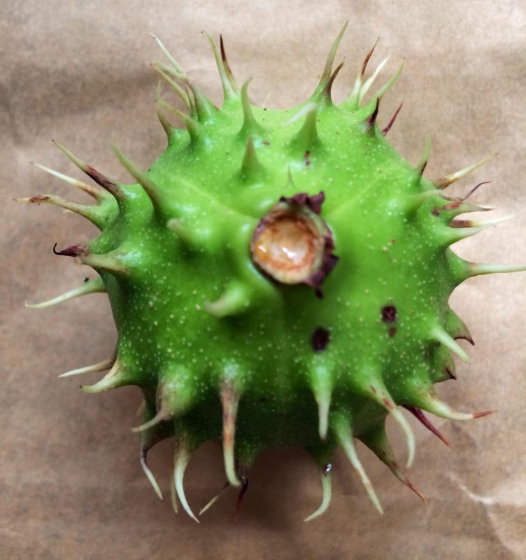 conker-IMG_2691.jpg