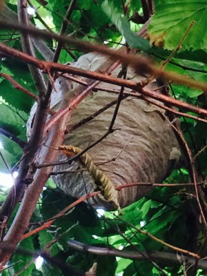 wasp nest-IMG_2608.jpg