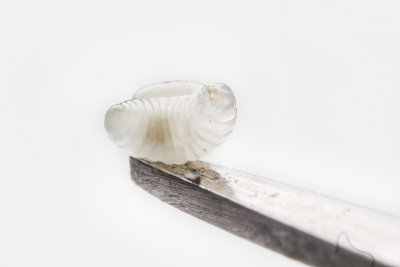 Formica larvae