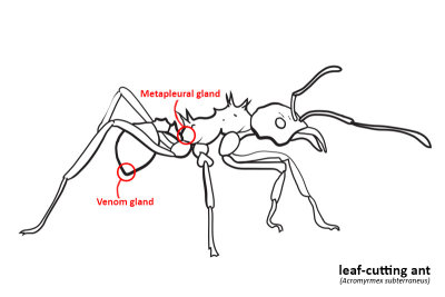 gland locations.jpg