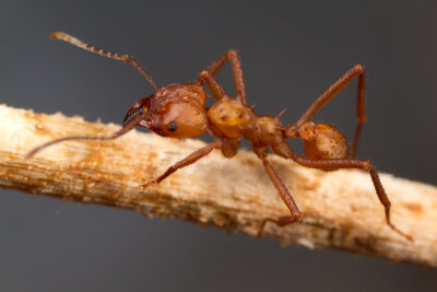 leafcutting ant 2.jpg