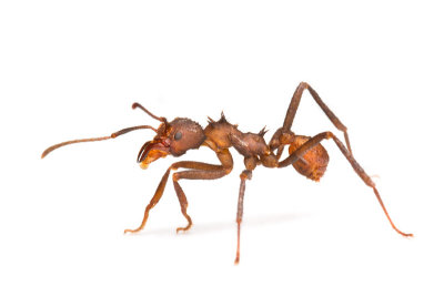 leafcutting ant.jpg