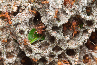 leafcutting ants on fungi.jpg