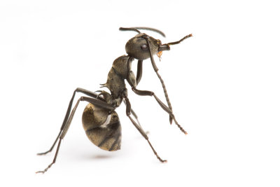 weaver ant grooming.jpg