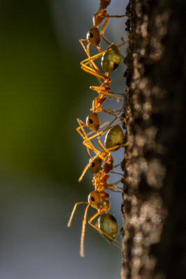Oecophylla smaragdina