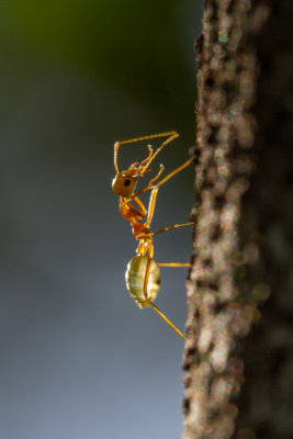 Oecophylla smaragdina