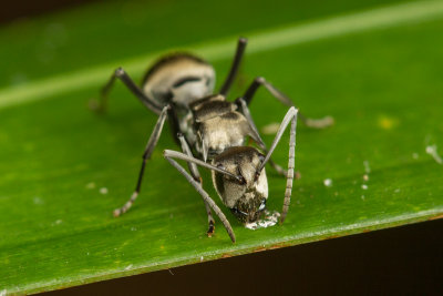 Polyrhachis foreli (?)