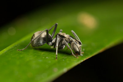Polyrhachis foreli (?)