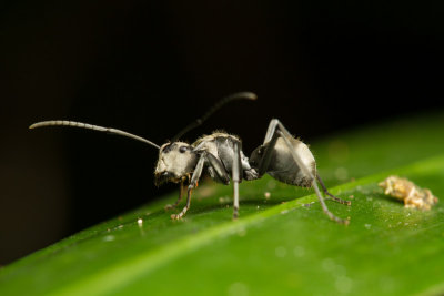 Polyrhachis foreli (?)