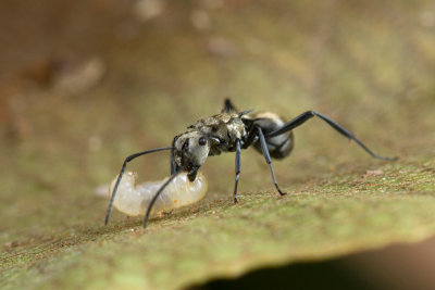 Polyrhachis sp. with brood