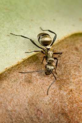 Polyrhachis sp.