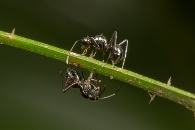 Polyrhachis delecta