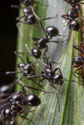 Polyrhachis delecta