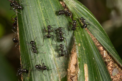 Polyrhachis delecta