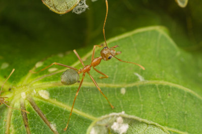 Oecophylla smaragdina