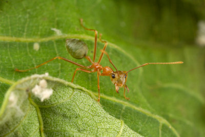 Oecophylla smaragdina