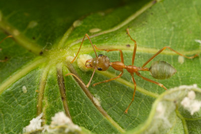 Oecophylla smaragdina