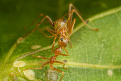 Oecophylla smaragdina