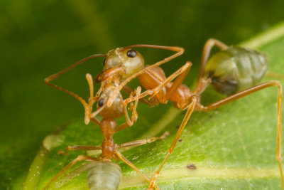 Oecophylla smaragdina