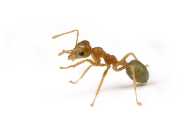 Oecophylla smaragdina