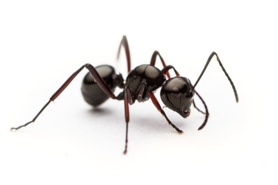 Polyrhachis delecta
