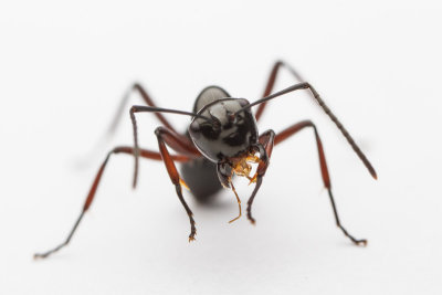 Polyrhachis delecta