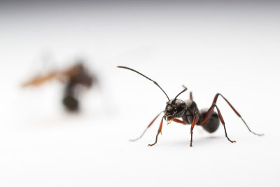 Polyrhachis delecta