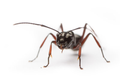 Polyrhachis delecta