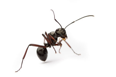 Polyrhachis delecta