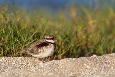 Black-fronted dotterel