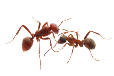 Formica (Wood ants)