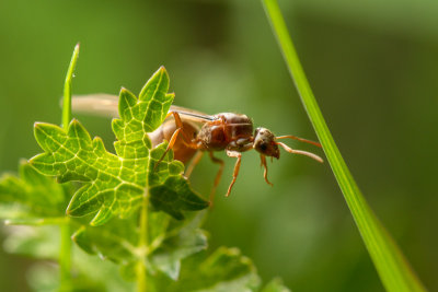 Tapinoma sp. Queen