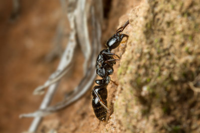 Pachycondola (?) sp. Queen