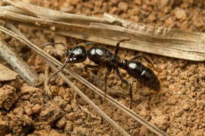 Pachycondola (?) sp. Queen