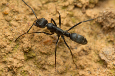 Pachycondola (?) sp.