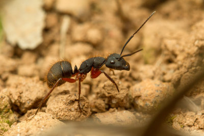 Camponotus rufipes