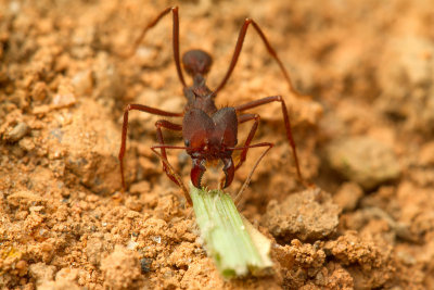 Atta (Leaf-cutting ants)