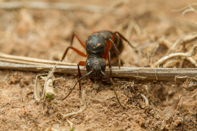 Camponotus rufipes Queen