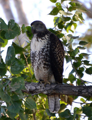 Hawk Perched - Nikon D3100.jpg