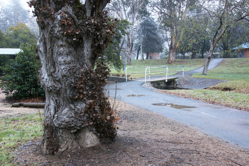 Lifting Mist in the Park