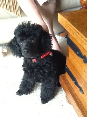 Samson