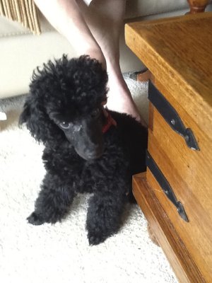 Samson