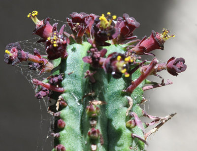 Tiny Flowers on a small cactus