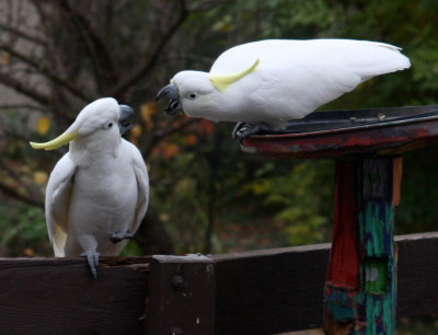 Feeding Altercation