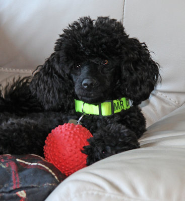 Mr Darcy Red Ball