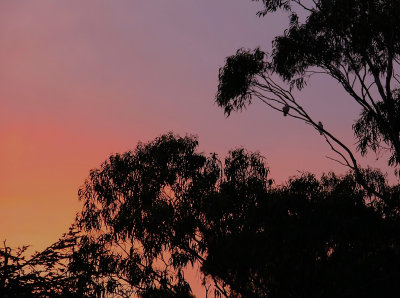 Canberra Sunset