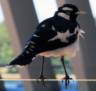 Magpie Lark in a Windy Position