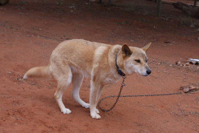The Dingo - Australia's Wild Dog