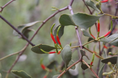 Bush Mistletoe